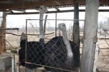 Блоггеры в Тарумовском районе